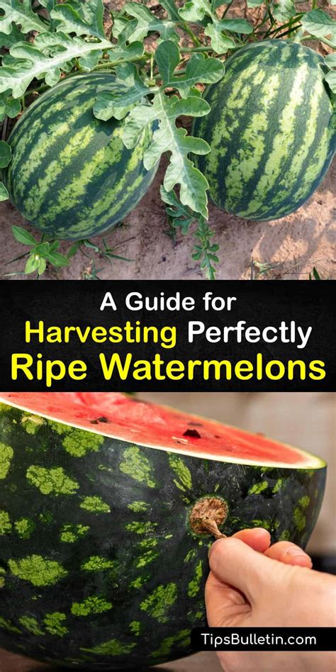 When is it time to pick watermelon