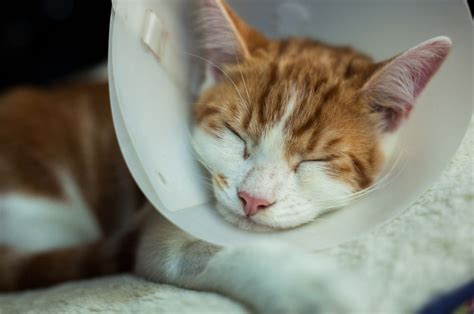When is it too late to spay a cat. Better Health. When spayed prior to 6 months of age there is a 91% reduction in the risk of mammary cancer. If done between 7 and 12 months of age the risk is reduced by 86%. There is only an 11% reduction when spayed between 1 to 2 years of age and no benefit is seen if the spay performed after 2 years of age. 