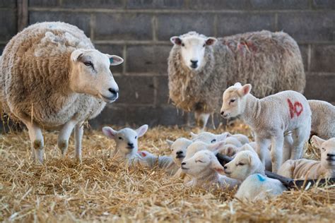 When is lambing