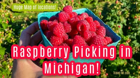 When is raspberry season in michigan