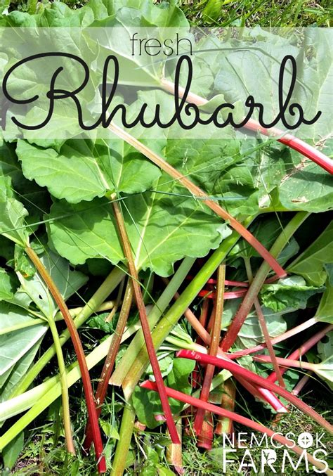 When is rhubarb in season in nc