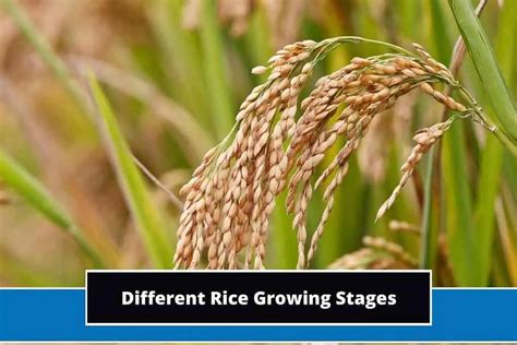 When is rice grown