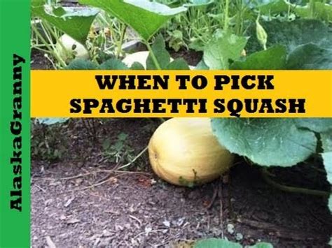 When is spaghetti squash ready