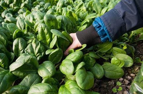 When is spinach ready to pick