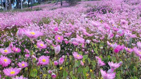 When is spring in perth