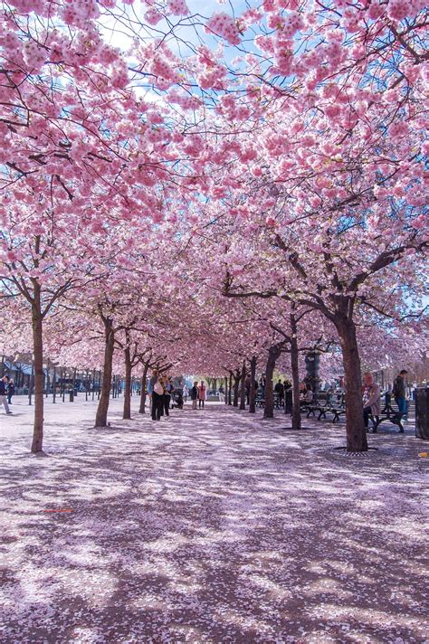 When is spring in sweden