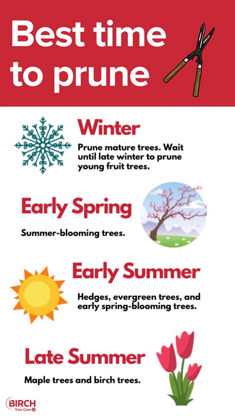 When is the best time to trim trees. In truth, the best time of the year to Prune your trees depends on three things: However, a general rule of thumb dictates that winter is the best time to prune. The deep cold temperatures of late fall and winter help reduce the chances of bacteria or disease infecting the cuts left behind by the trimming process. 
