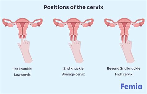 When is your cervix low