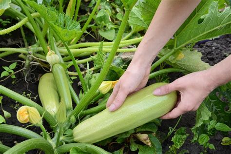 When is zucchini ready to be picked