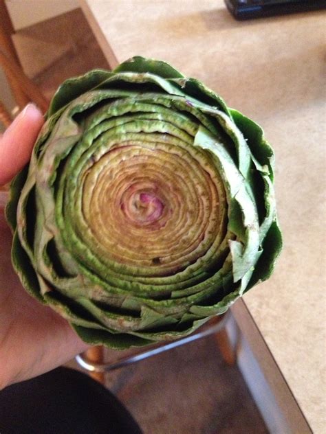 When should I cut back my artichoke? - Daily Justnow