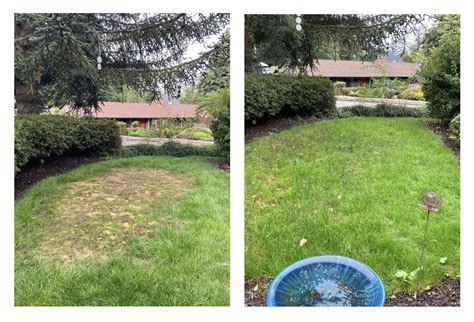 When should I demoss my lawn? - TimesMojo