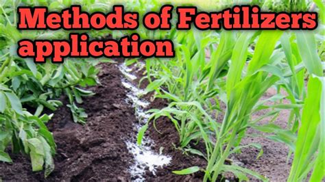 When should fertilizer be applied