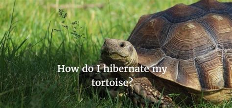 When should i hibernate my tortoise