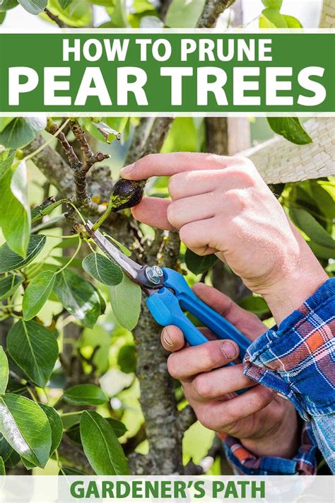 When should i prune my pear tree