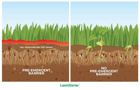 When should pre emergent be applied