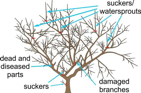 When should you cut back apple trees. Pruning methods. The ideal angle between the central leader and lateral branches is about 60 degrees. Inspect your tree for limbs that branch from the central leader either too sharply upward, forming an acute angle, or at too wide an angle. Acute angles tend to trap bark as they grow and can lead to splitting later on. 
