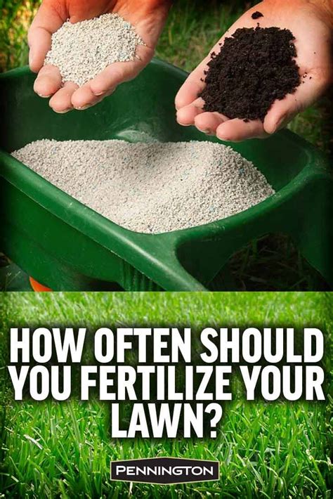 When should you fertilize your lawn. Once you perform your first full fertilizer application on your new sod, you should follow the standard timing in your region for additional feedings throughout the rest of the year. During the sod’s active growth stage, most lawn care experts recommend you fertilize three or four times using a slow-release blend. 