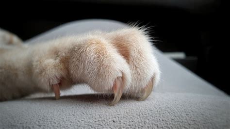 When should you get a cat declawed