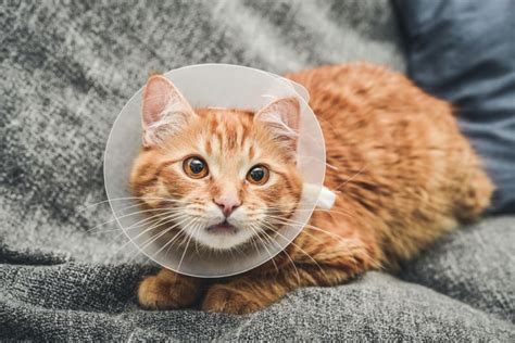 When should you get a cat fixed
