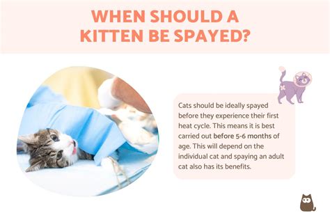 When should you get a cat spayed