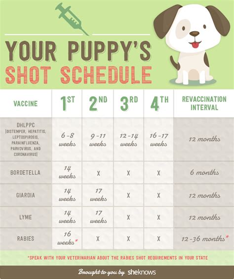 When should you get a puppy