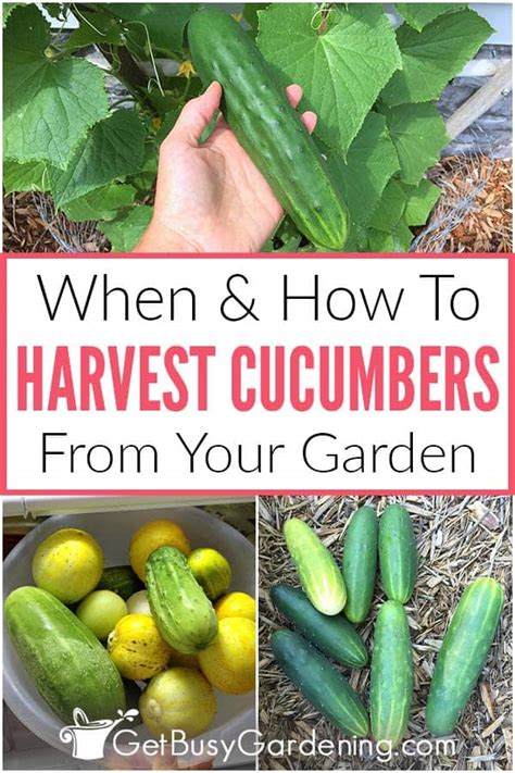 When should you harvest cucumbers