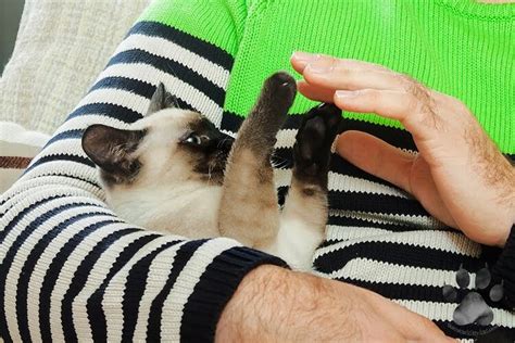 When should you not touch your cat? - ibetha.dixiesewing.com