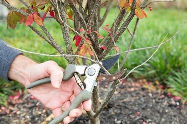 When should you prune a burning bush