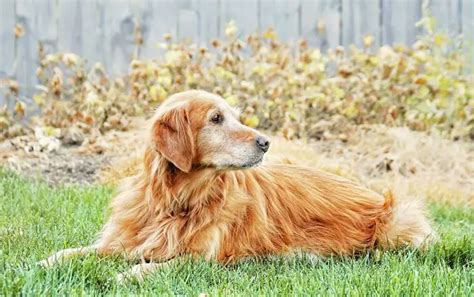 When to Neuter or Spay Your Golden Retriever - The Bearden …