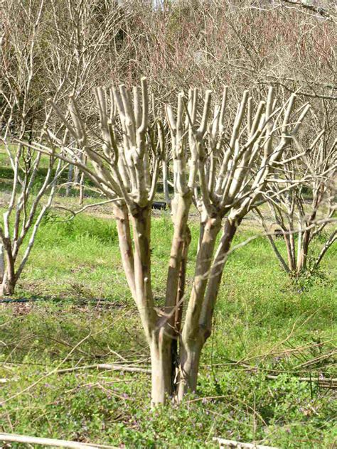 When to Prune Crape Myrtles - Today