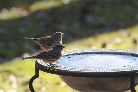 When to Put Out Finch Feeders: A Comprehensive Guide