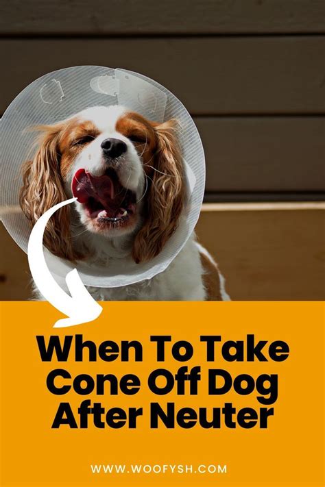 When to Take the Cone Off Dog After Neuter?