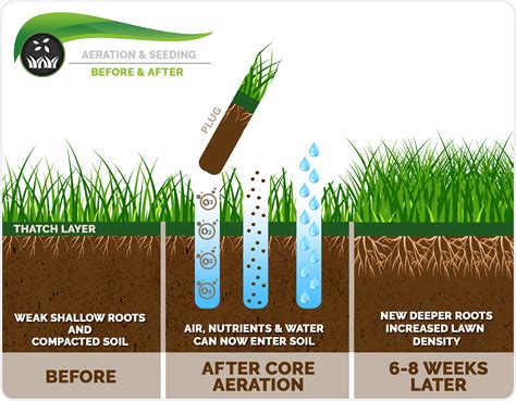When to aerate lawn. Sep 3, 2016 ... The best time for aeration is during the growing season, when the grass can heal and fill in any open areas after soil plugs are removed. 