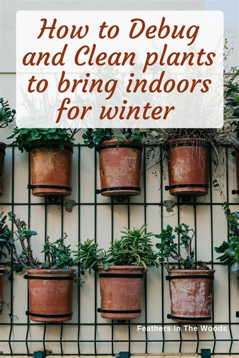 When to bring outdoor plants inside for cold weather