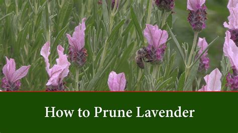 When to cut back lavender in spring