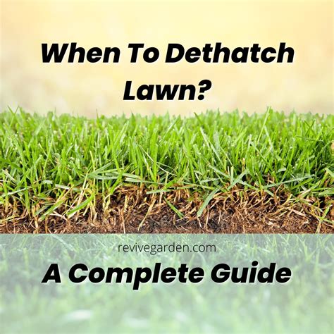 When to dethatch lawn. Things To Know About When to dethatch lawn. 
