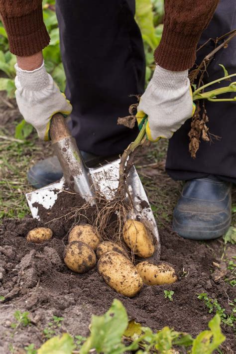 When to dig potatoes in garden