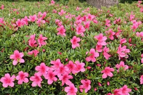 When to feed azaleas in australia