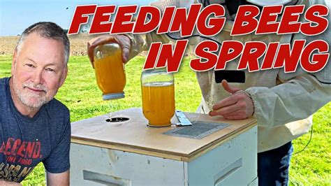 When to feed bees in spring