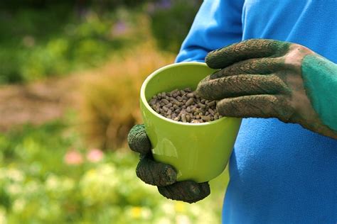 When to feed plants in spring