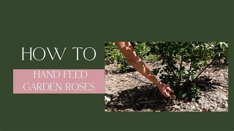 When to feed roses in australia