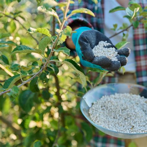 When to fertilize fruit trees in texas