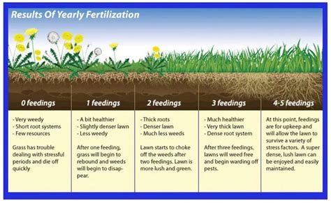 Additional Lawn Fertilizer Tips. Water the lawn a few days before you fertilize to make sure it isn't suffering from drought stress. Make sure the grass blades are completely dry when you fertilize the lawn to avoid burns. Fill the spreader on the driveway or on cement so that you can sweep up spills easily. Topics.. 