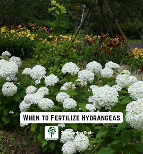 When to fertilize hydrangeas in michigan