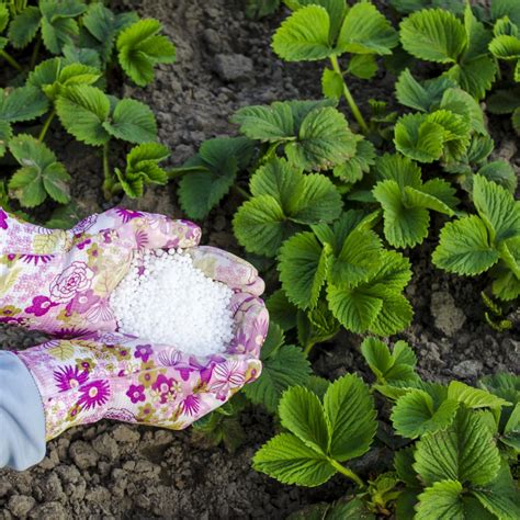 When to fertilize plants in spring
