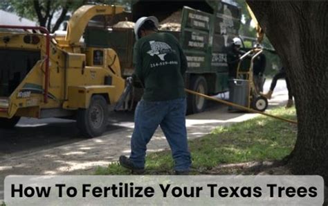 When to fertilize trees in texas