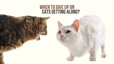 When to give up on cats getting along. May 29, 2017 · To eliminate any anxiety or stress, go ahead and give each cat what they need separately from the other. Keep in mind that dominant cats can bully, so this is crucial for the well being of your passive cat. Though they may be “getting along,” one may guard the food or litter box in an effort to stake more territory for themselves. 