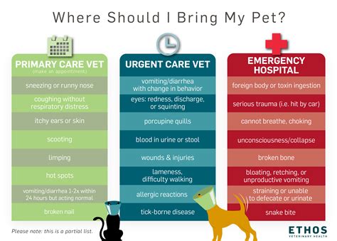When to go to a pet urgent care, emergency room for a summer injury