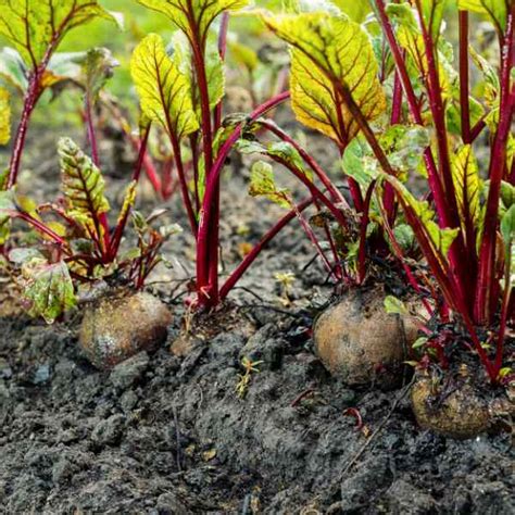 When to grow beetroot in melbourne
