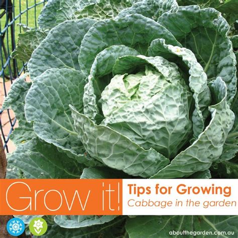 When to grow cabbage in australia